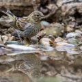 Girlitz (Serinus serinus) Weibchen