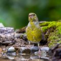 Grünfink (Carduelis chloris)
