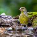 Grünfink (Carduelis chloris)