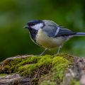 Kohlmeise (parus major)