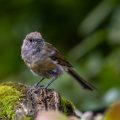 Mönchsgrasmücke (Sylvia atricapilla) Jungvogel in der Mauser