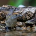 Mönchsgrasmücke (Sylvia atricapilla) Weibchen