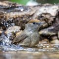 Mönchsgrasmücke (Sylvia atricapilla) Weibchen