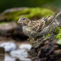Girlitz (Serinus serinus) Weibchen