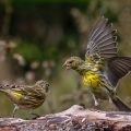 Girlitze (Serinus serinus) streiten sich