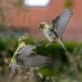 Girlitze (Serinus serinus) streiten sich