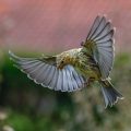 Girlitze (Serinus serinus) streiten sich
