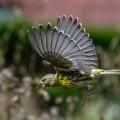 Girlitze (Serinus serinus) streiten sich