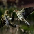 Girlitze (Serinus serinus) streiten sich