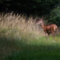 Rothirsch (Cervus elaphus) Kahlwild