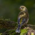 Grünfink (Carduelis chloris)