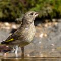Grünfink (Carduelis chloris)