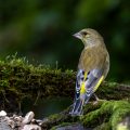 Grünfink (Carduelis chloris)