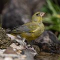 Grünfink (Carduelis chloris)