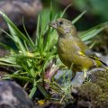 Grünfink (Carduelis chloris)