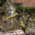 Grünfinken (Carduelis chloris) streiten sich