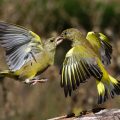 Grünfinken (Carduelis chloris) streiten sich