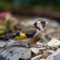 Stieglitz (Carduelis carduelis)