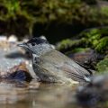 Mönchsgrasmücke (Sylvia atricapilla) Männchen