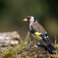 Stieglitz (Carduelis carduelis)