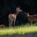 Rothirsch (Cervus elaphus) Kahlwild