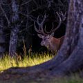 Rothirsch (Cervus elaphus)