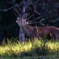 Rothirsch (Cervus elaphus)