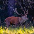 Rothirsch (Cervus elaphus)