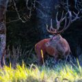 Rothirsch (Cervus elaphus)