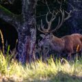 Rothirsch (Cervus elaphus)