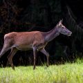 Rothirsch (Cervus elaphus) Kahlwild