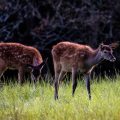 Rothirsch (Cervus elaphus) Kälber