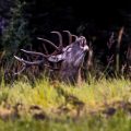 Rothirsch (Cervus elaphus)