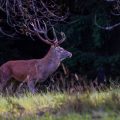 Rothirsch (Cervus elaphus)
