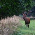 Rothirsch (Cervus elaphus)