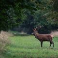 Rothirsch (Cervus elaphus)