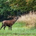 Rothirsch (Cervus elaphus)