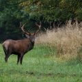 Rothirsch (Cervus elaphus)
