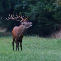 Rothirsch (Cervus elaphus)