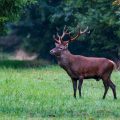 Rothirsch (Cervus elaphus)