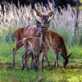 Rothirsch (Cervus elaphus) Kahlwild