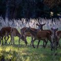 Rothirsch (Cervus elaphus) Kahlwild