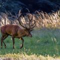 Rothirsch (Cervus elaphus)