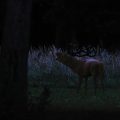 Rothirsch (Cervus elaphus) - 20000 ISO - 1/20s beinahe bei Nacht