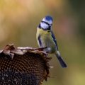 Blaumeise (Cyanistes caeruleus)