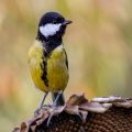 Kohlmeise (parus major)