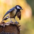 Kohlmeise (parus major)