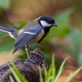 Kohlmeise (parus major)