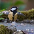 Kohlmeise (parus major)