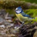 Blaumeise (Cyanistes caeruleus)
